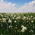 Hundeblumenmeer ... so entstehen die Wolken :)