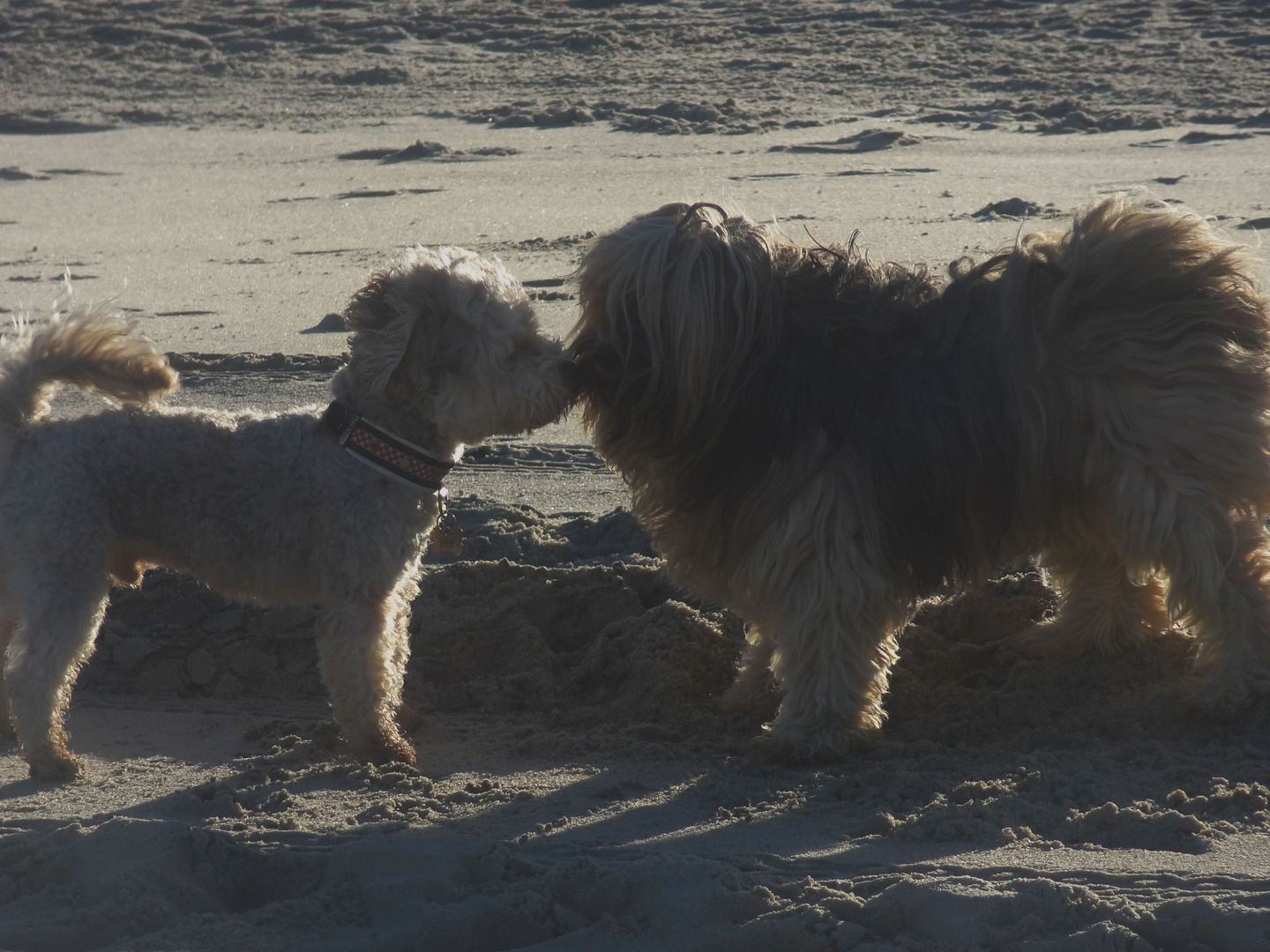 hundebussi am strand