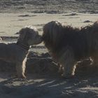 hundebussi am strand