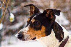 Hundedame im Schnee