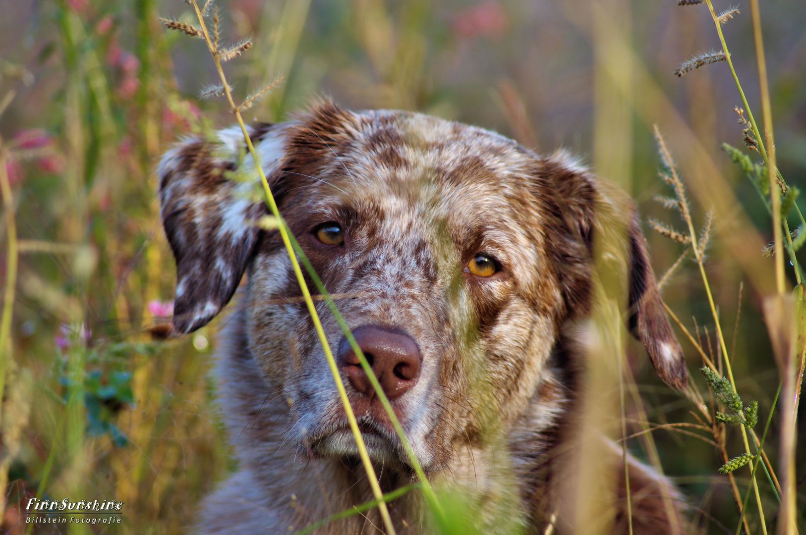 Hundedame Sunny....