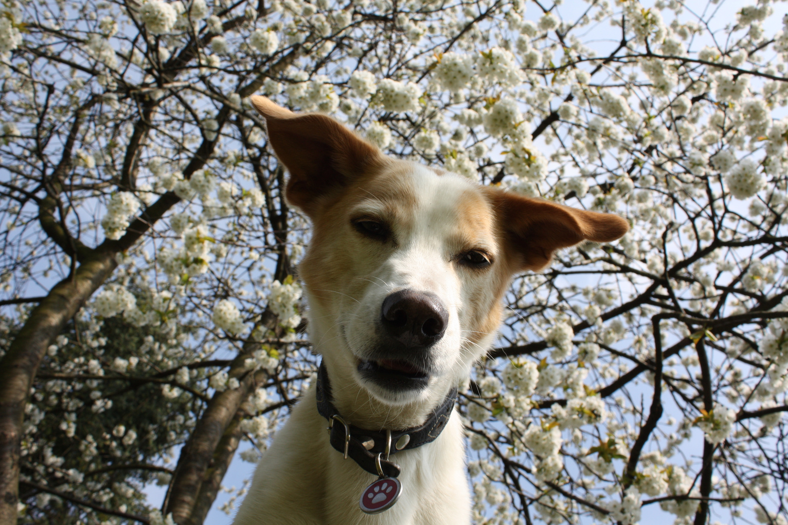 Hundedame unter Kirschblüten