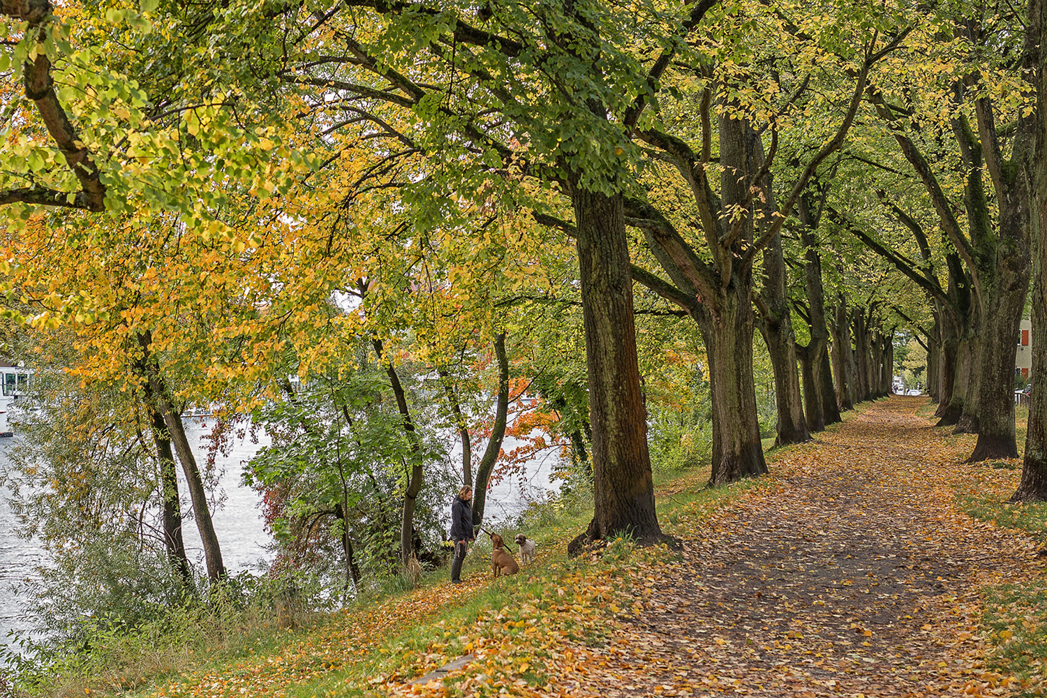 Hundeerziehung im Herbst