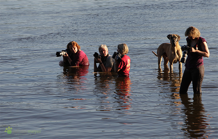 Hundefotografen haben doch echt ne Schacke