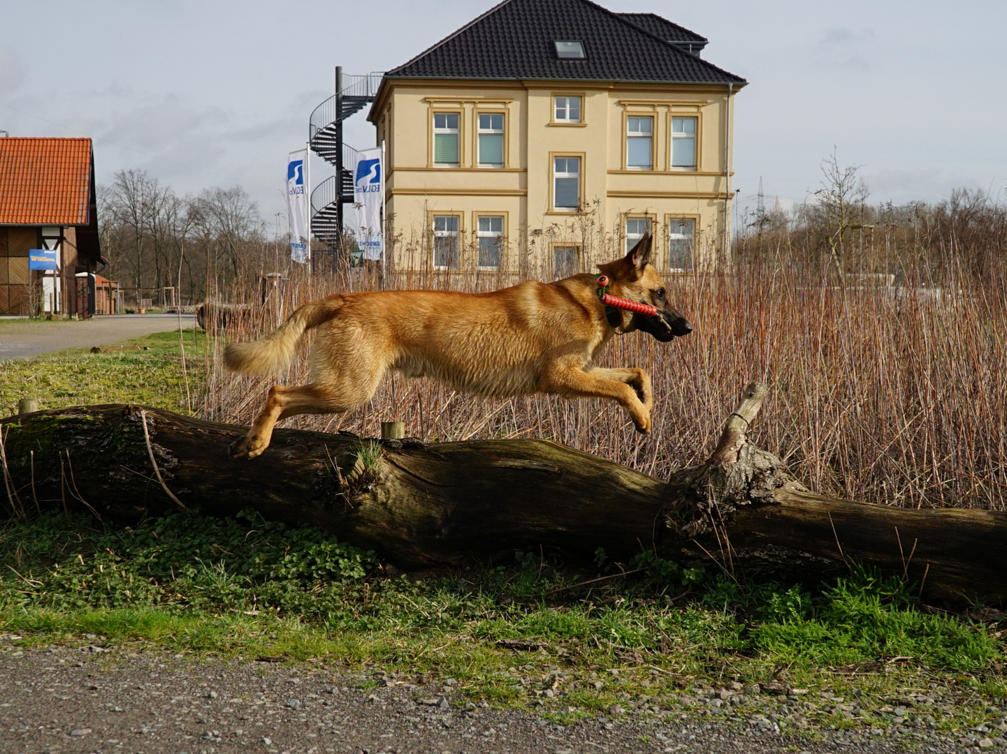 Hundefotografie 