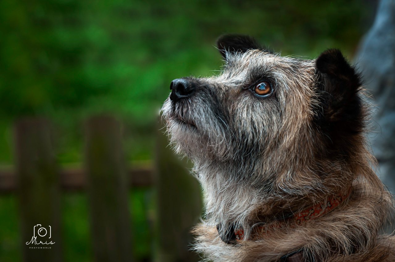 Hundefotografie 