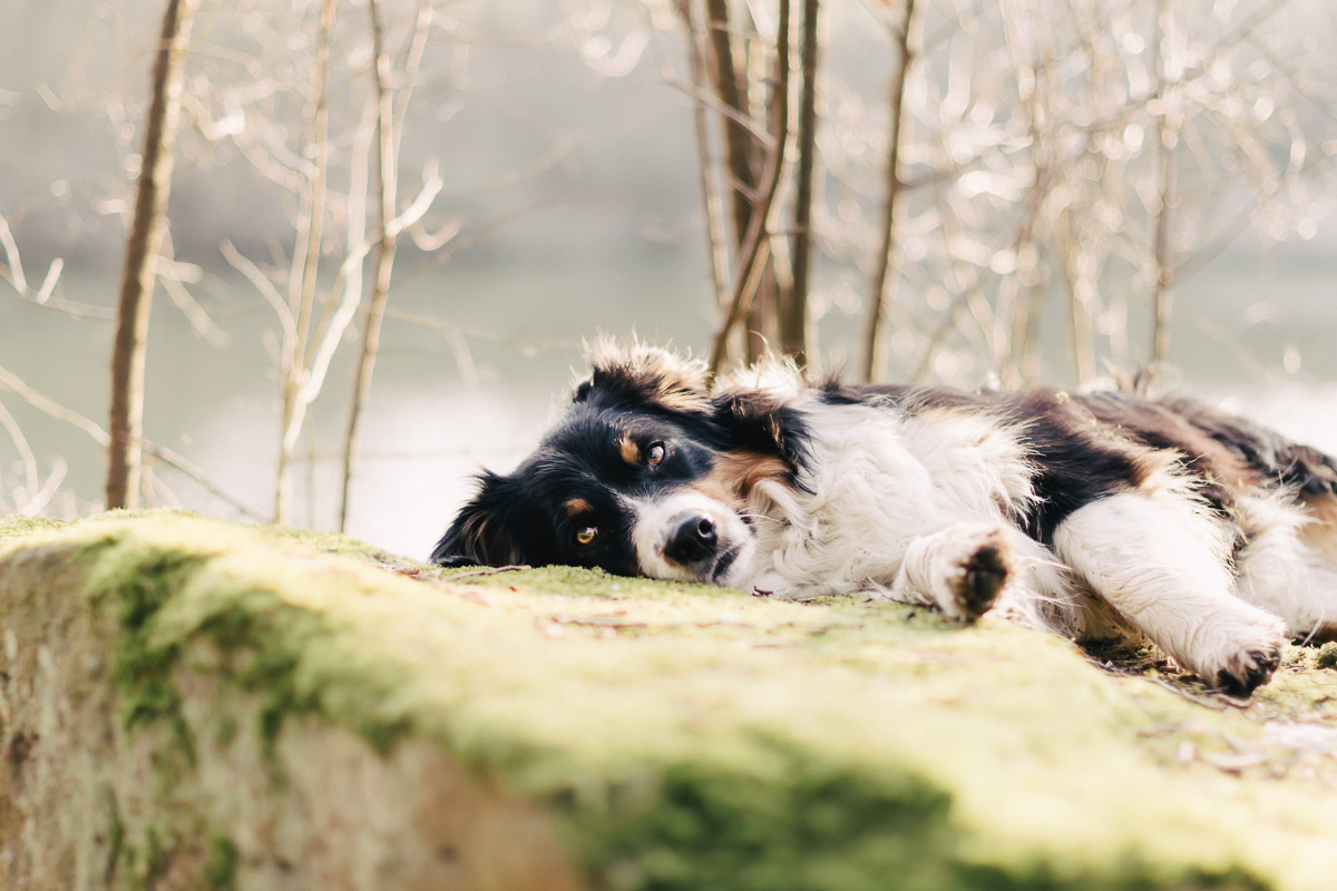 Hundefotografie am See