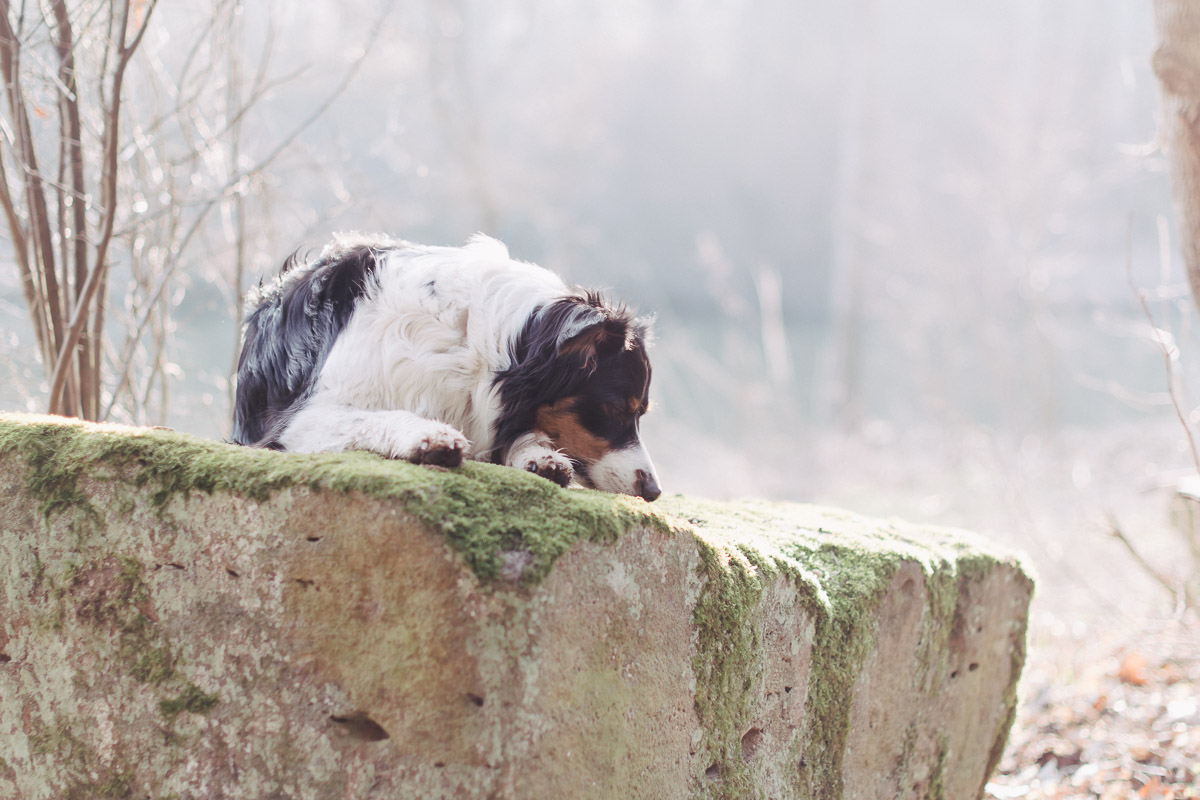 Hundefotografie am See - Australian-Shepherd