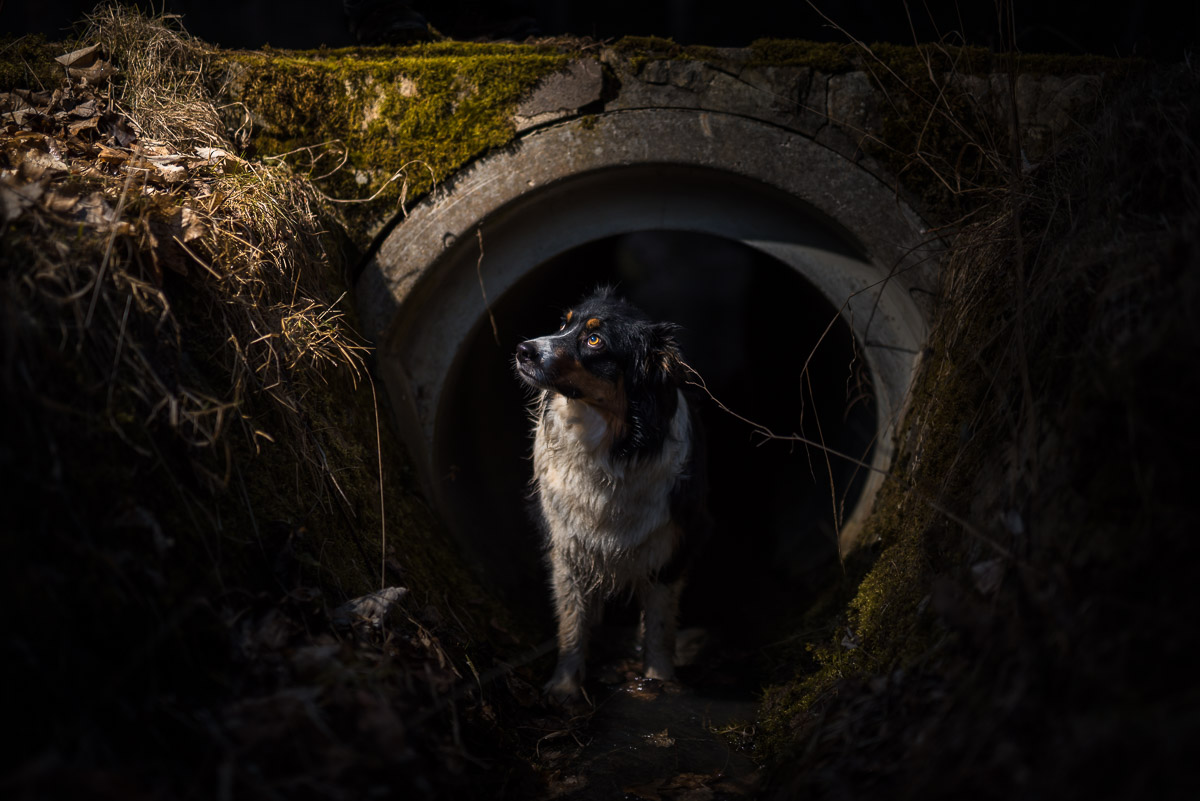 Hundefotografie am Tunnel 