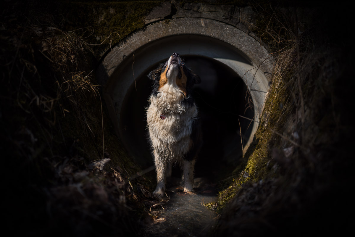 Hundefotografie im Tunnel - "Wolfsbau"