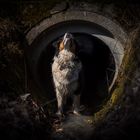 Hundefotografie im Tunnel - "Wolfsbau"