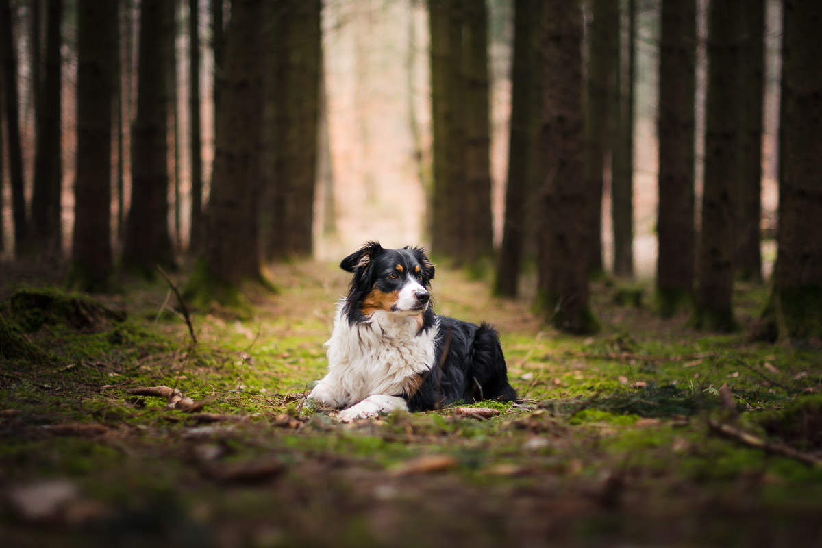 Hundefotografie - Waldlichtung