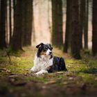 Hundefotografie - Waldlichtung