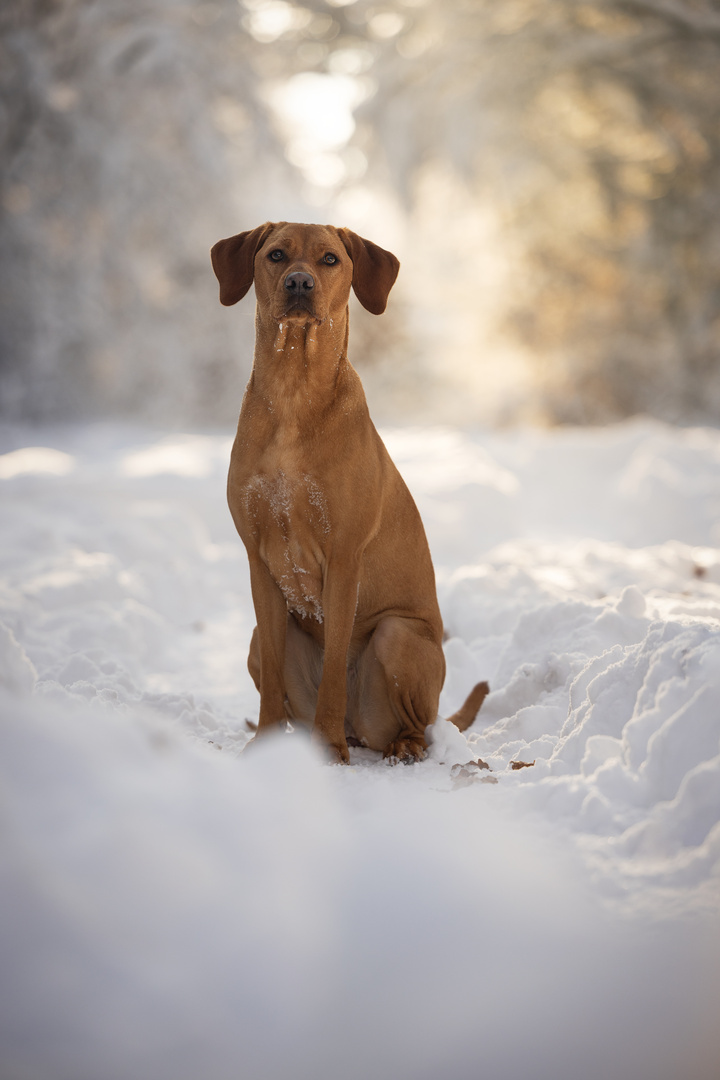 Hundefotografie Wintershooting