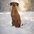 Hundefotografie Wintershooting