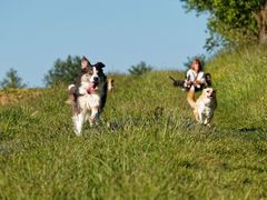 Hundefotografie-Workshop...