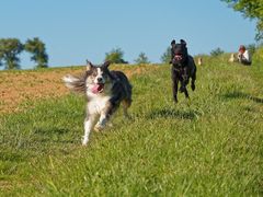 Hundefotografie-Workshop...