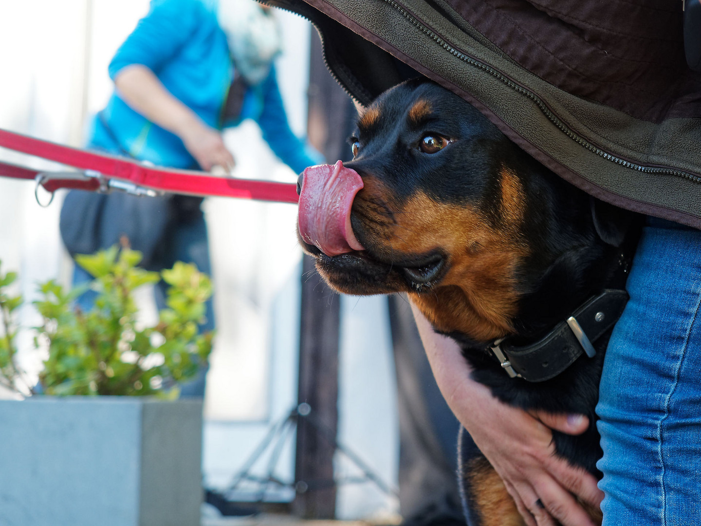 Hundefotografie-Workshop...