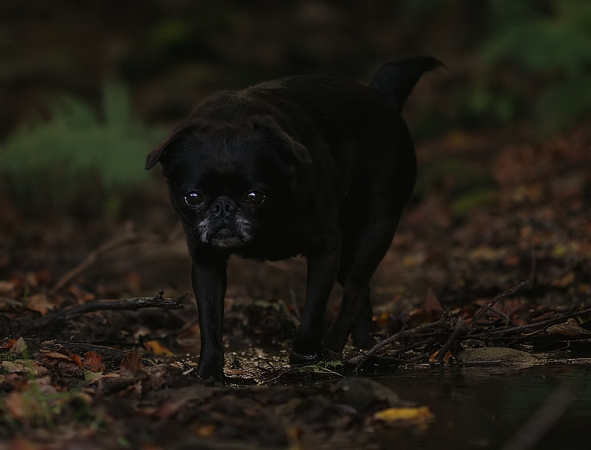 Hundefreiheit  ... Teil I