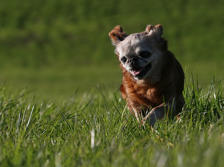 Hundefreiheit ... Teil III