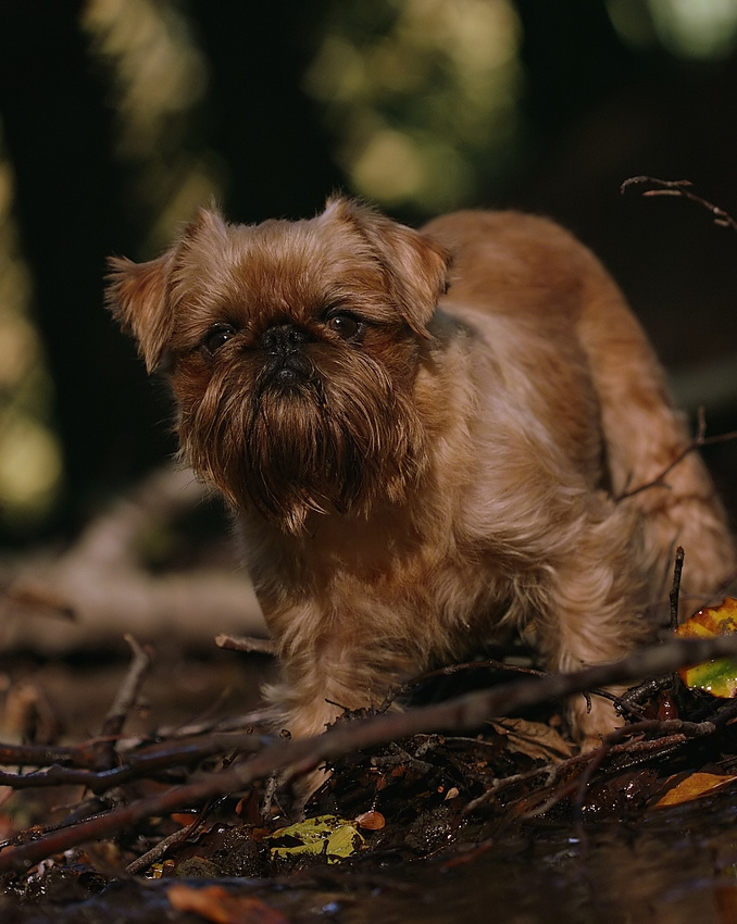 Hundefreiheit ... Teil IV