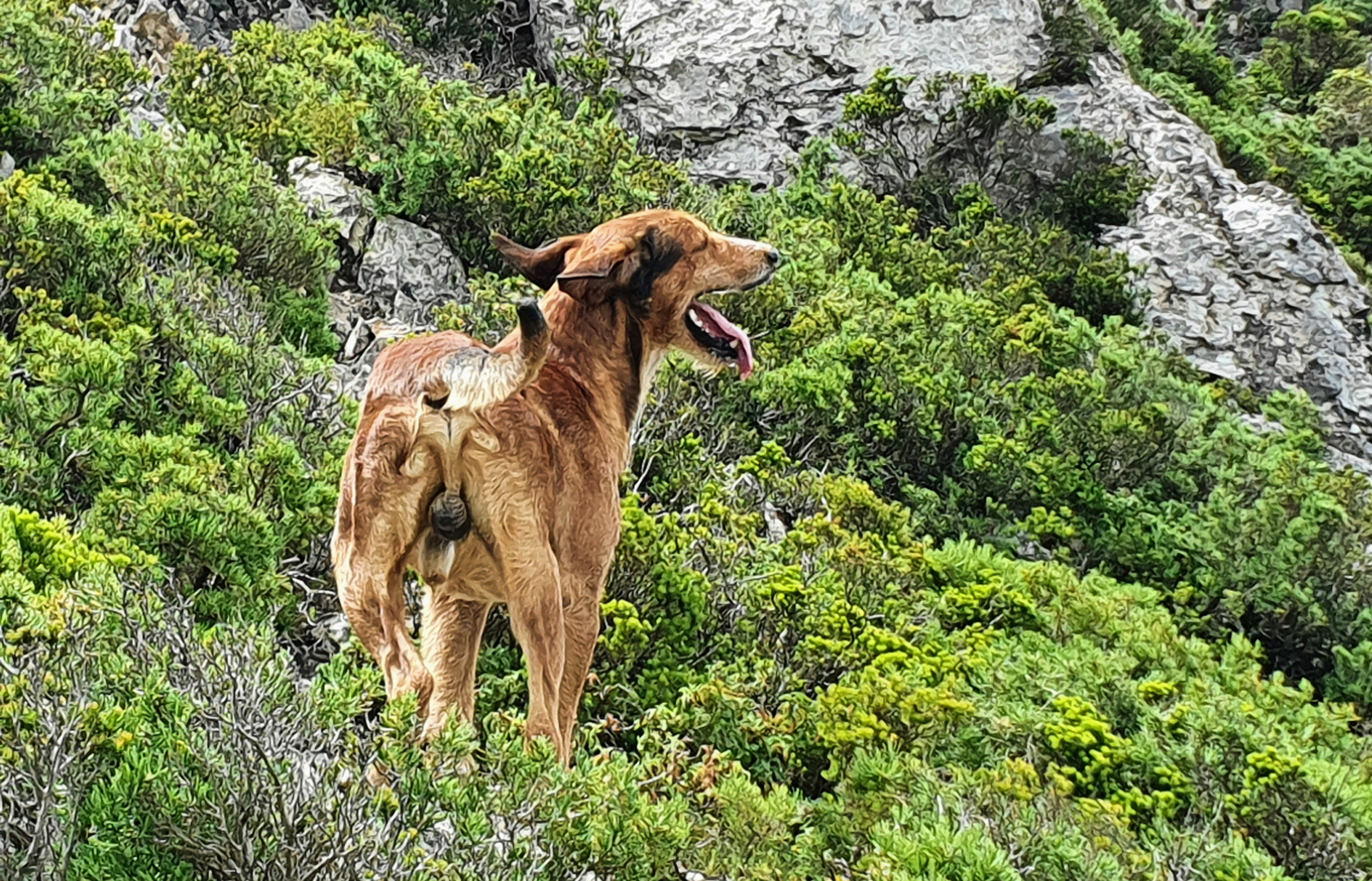 Hundefreuden