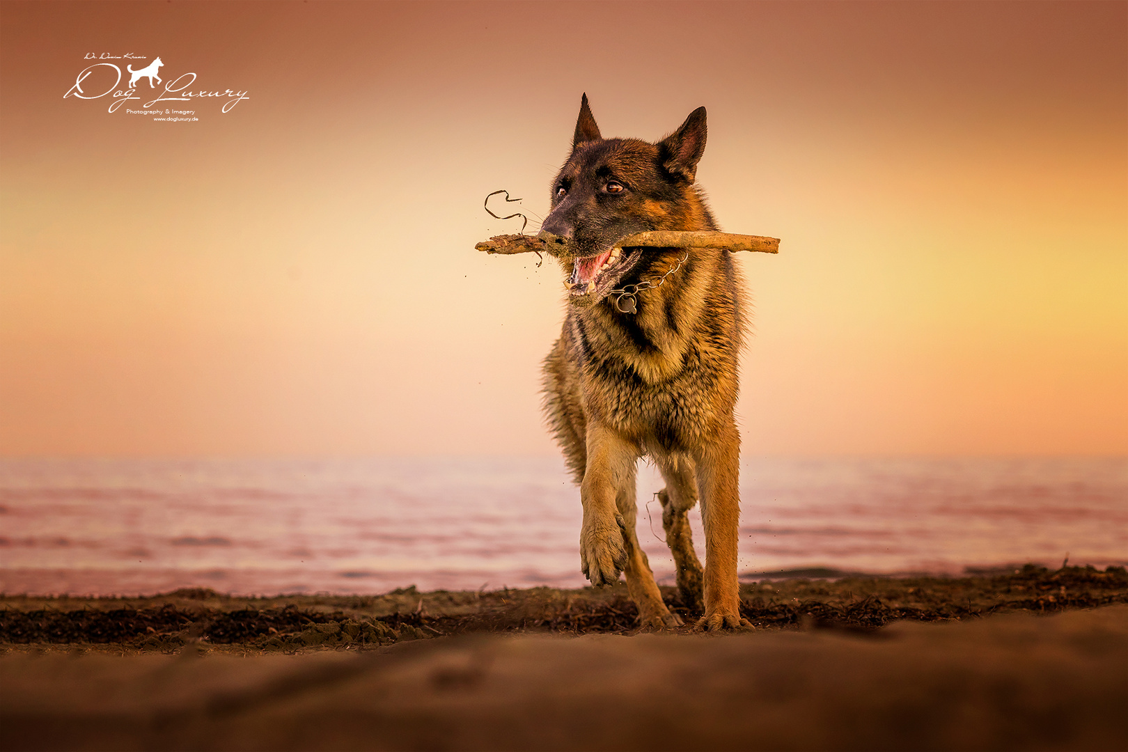 Hundefreuden am Lido di Venezia