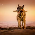 Hundefreuden am Lido di Venezia