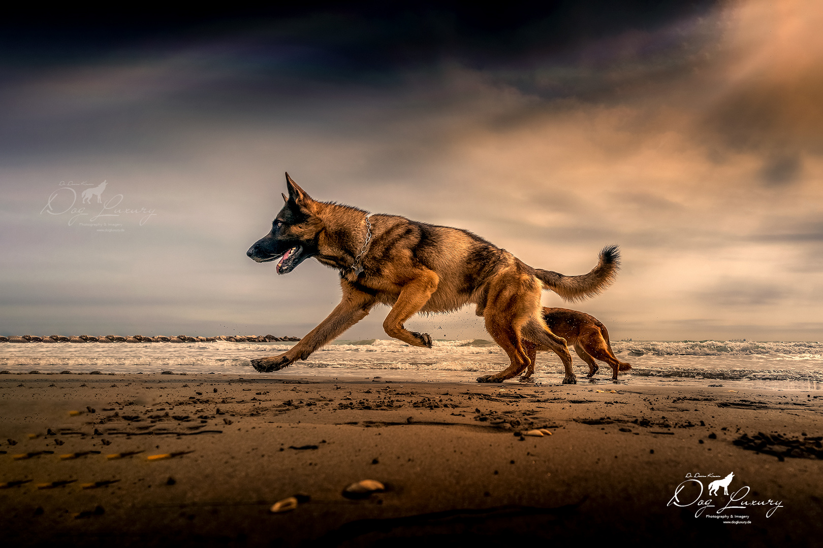 Hundefreuden am Lido di Venezia