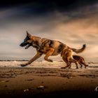 Hundefreuden am Lido di Venezia