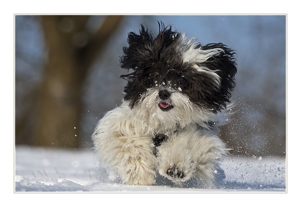 Hundefreuden im Schnee