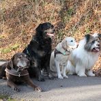 Hundefreunde