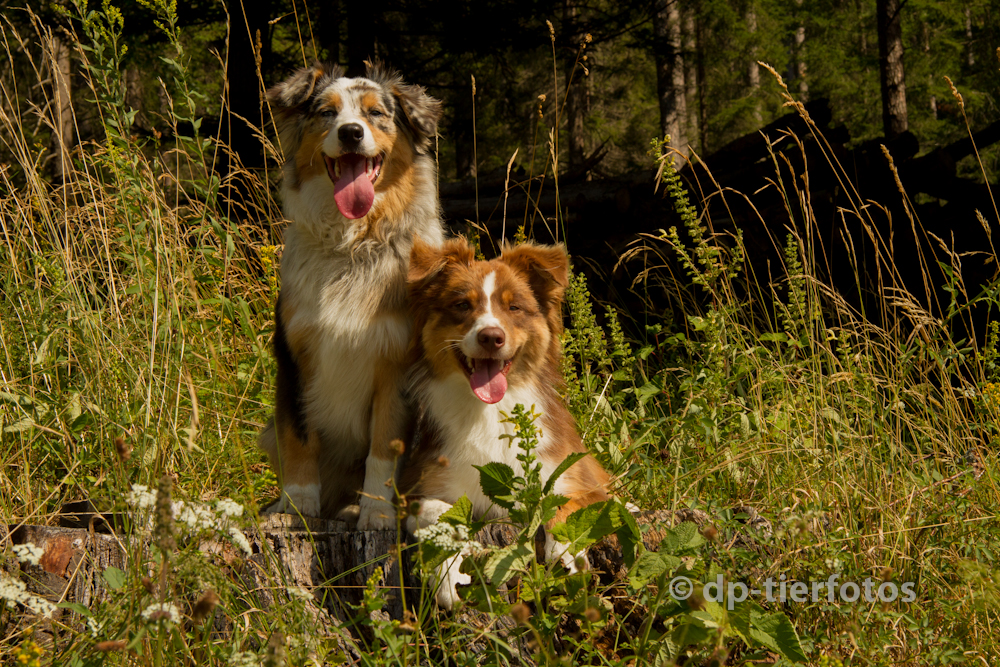 Hundefreunde