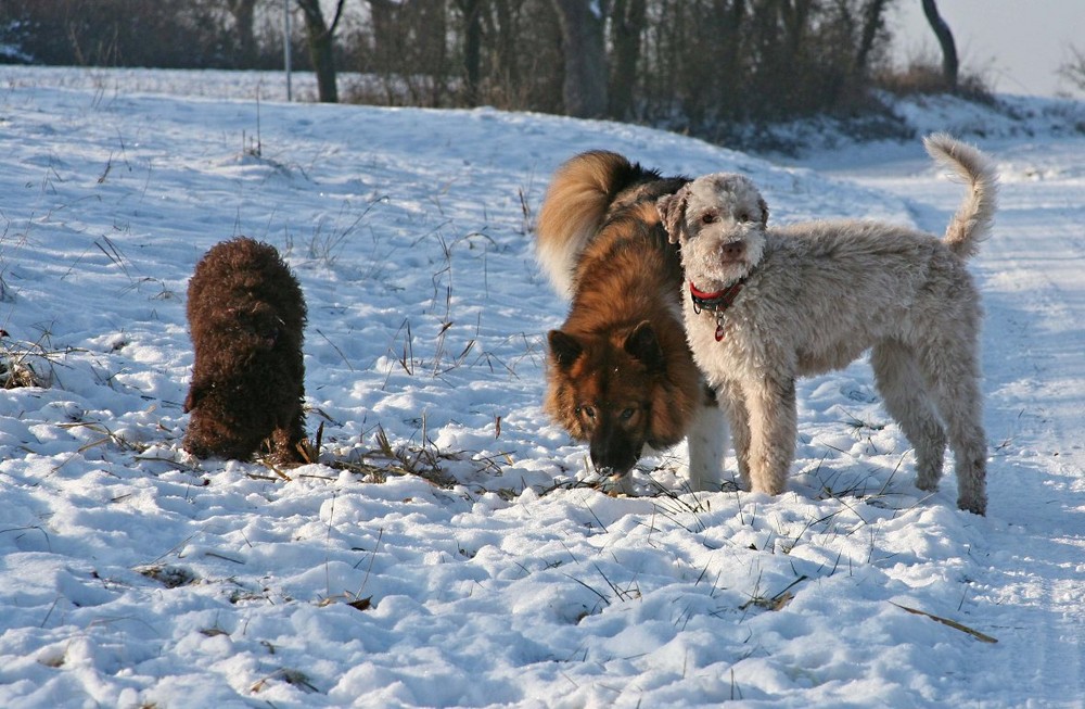 Hundefreunde