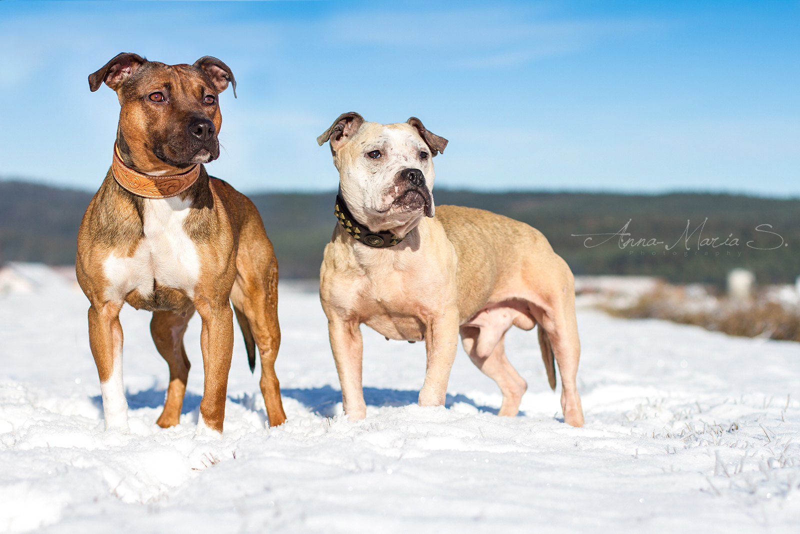 Hundefreunde im Schnee