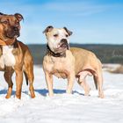 Hundefreunde im Schnee