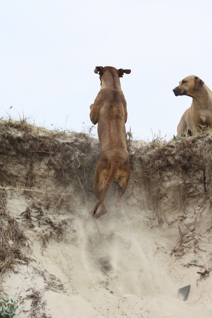 Hundefreundin Mayla beim erklimmen der Dünen