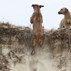 Hundefreundin Mayla beim erklimmen der Dünen