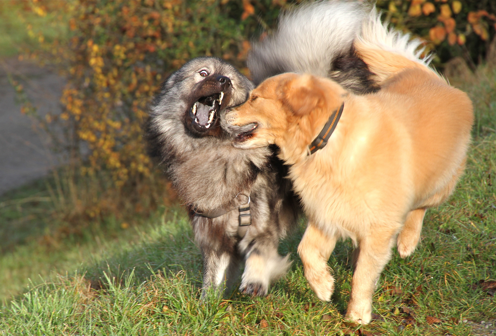 "hundefreundschaft"