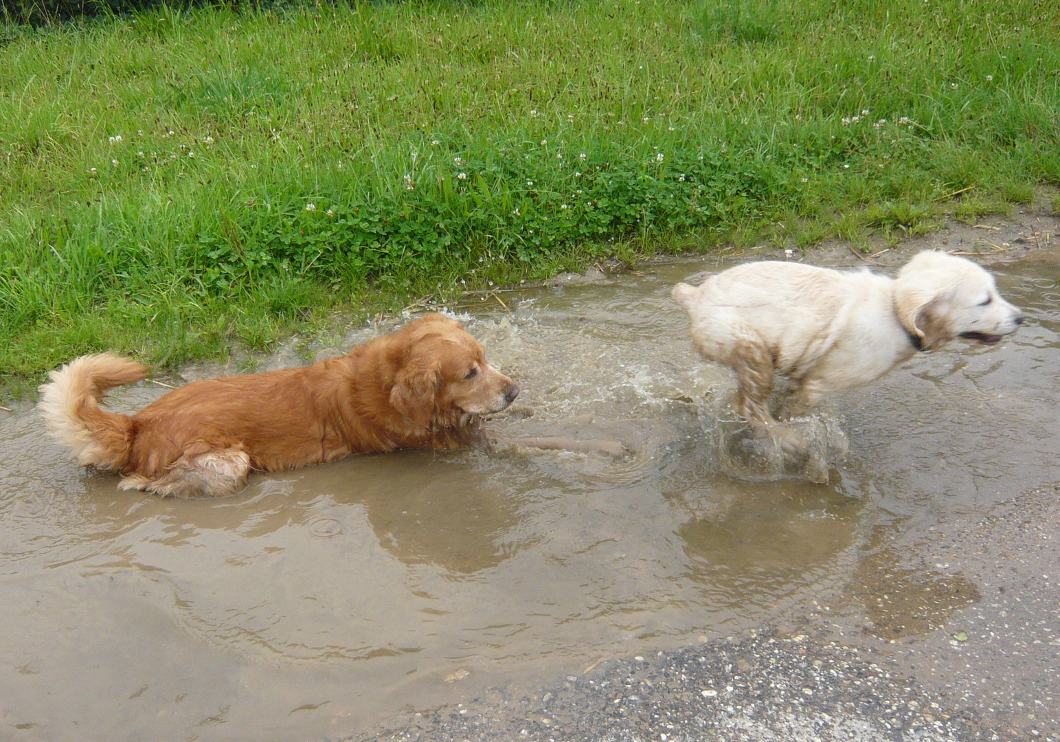 Hundefreundschaft