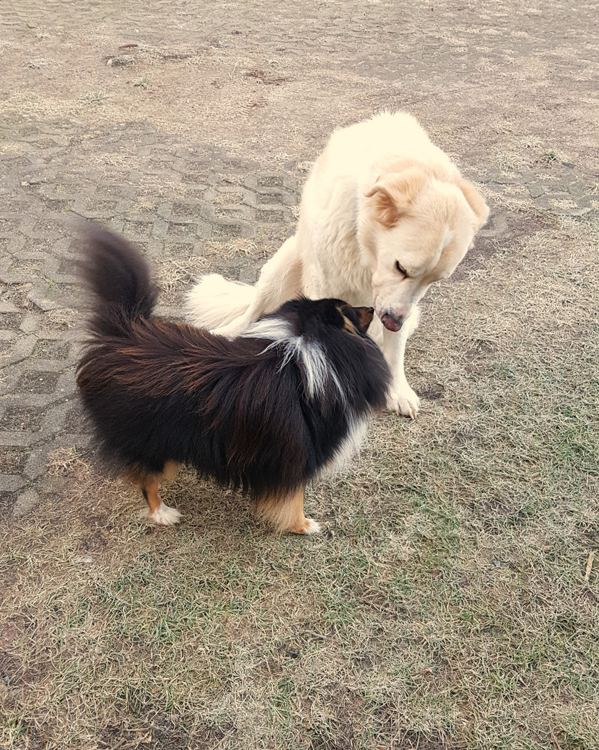 Hundefreundschaft