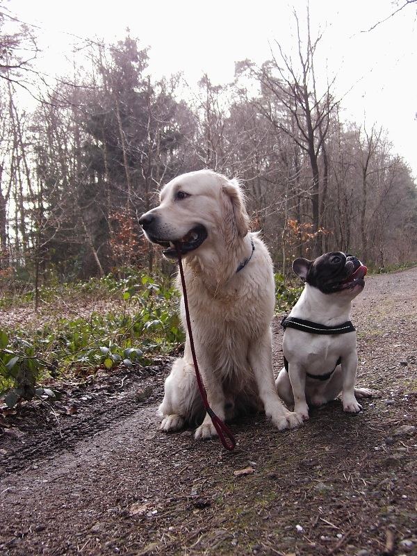 Hundefreundschaft