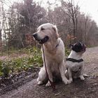 Hundefreundschaft