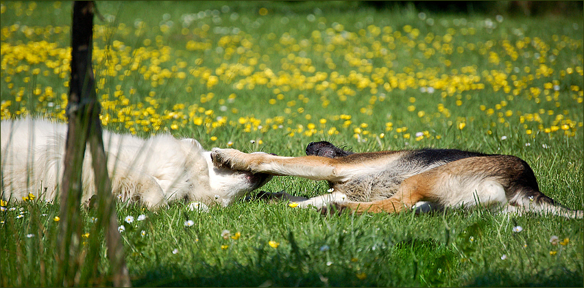 Hundefreundschaft