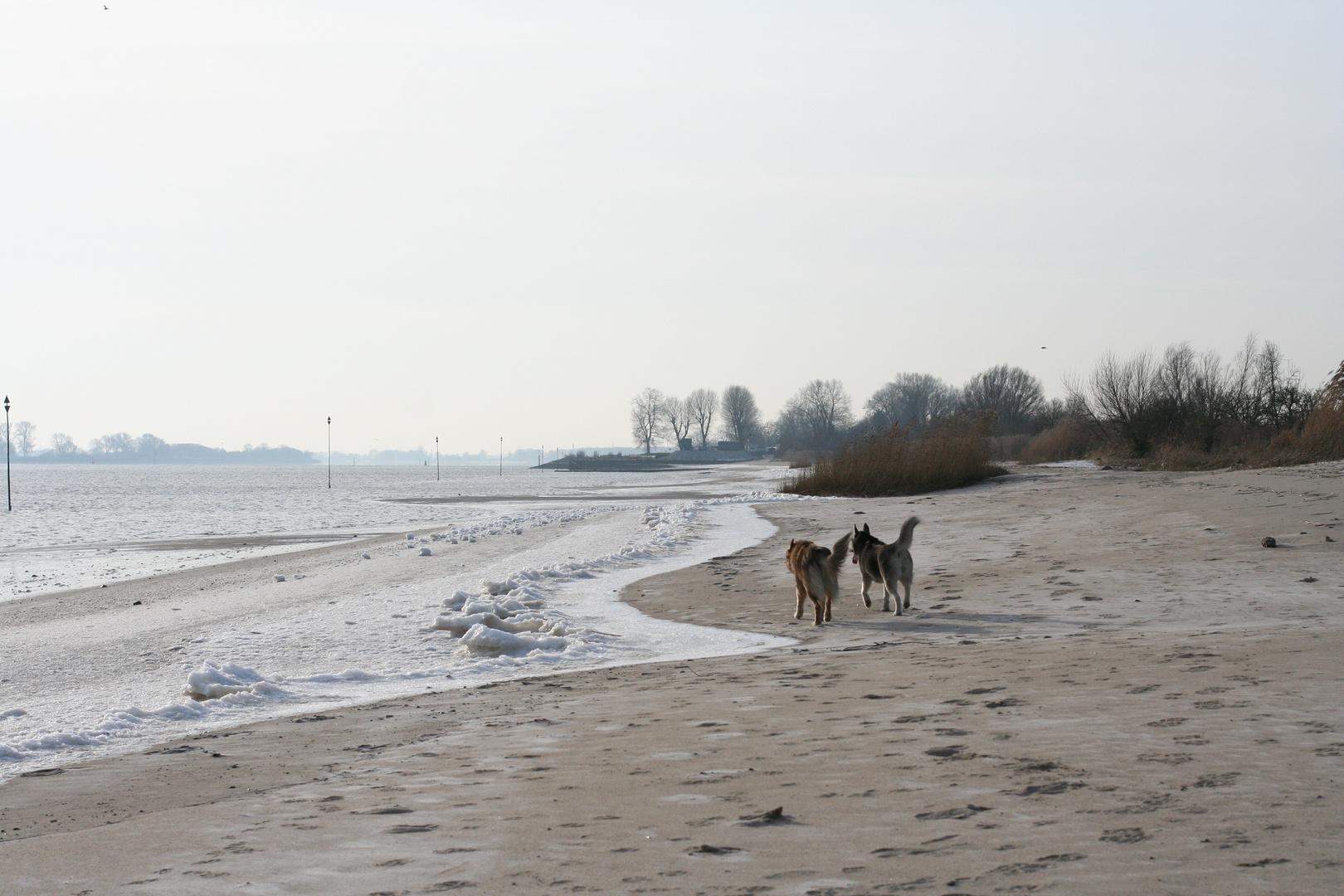 Hundefreundschaft