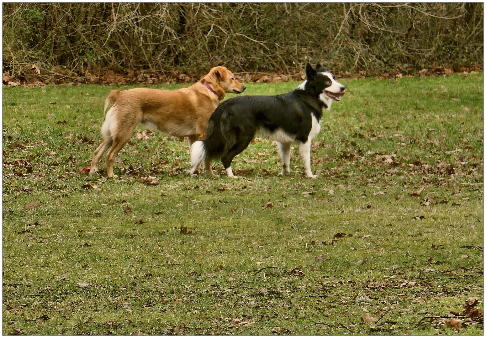 Hundefreundschaft