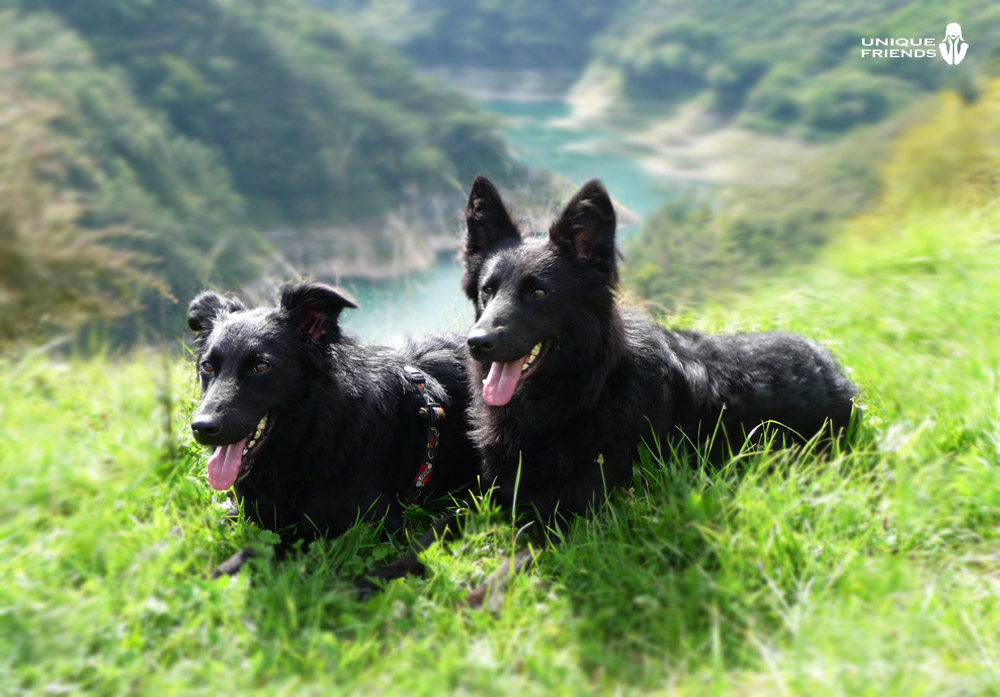 Hundefreundschaft am Gardasee