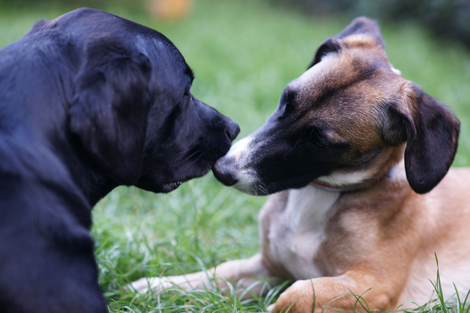 Hundefreundschaft