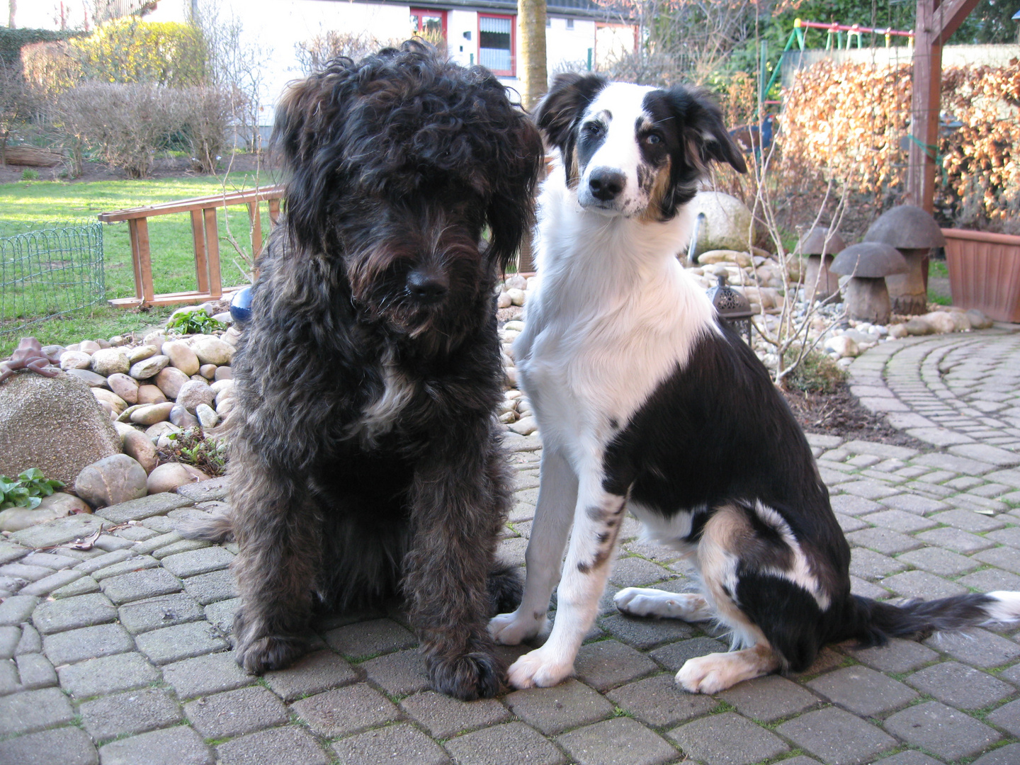 Hundefreundschaft