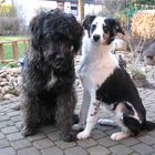 Hundefreundschaft